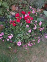IMG_20230711_212027.jpg