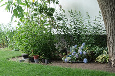 Beet uWN 20230716links.jpg