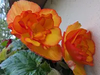 PXL_20230720_180748619.PORTRAIT.ORIGINAL.webp