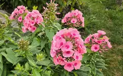 20230721_095815.webp