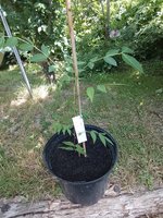 IMG_20230720_145815.jpg