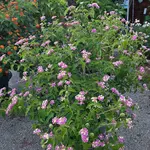 20230718_191028.webp