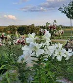 20230719_201745.webp