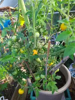 IMG_20230719_091441.webp