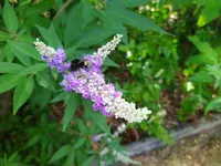 IMG_20230721_093649.jpg