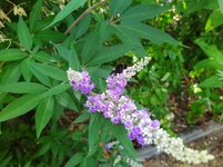 IMG_20230721_093642.jpg