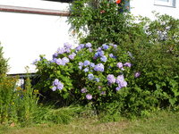 P1010901Hortensie.JPG