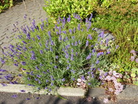 P1010904Lavendel.JPG