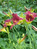 P1010908Taglilie.webp