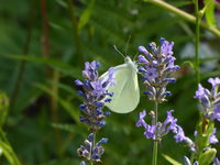 P1010909Lavendel mit Falter.JPG