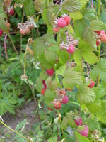 P1010911Himbeeren.JPG