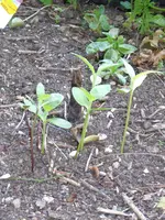 P1010916Sonnenblumen.webp