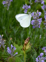 P1020020Lavendel.JPG