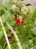 P1020033.webp