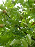 P1020034Quitten.webp