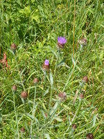 P1020051Kratzdistel.JPG