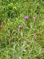 P1020051Kratzdistel.webp