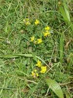 P1020055Hornklee.webp