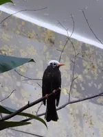 P1010931Rotschnabelfluchtvogel.webp