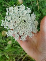 IMG_20230715_164301.jpg