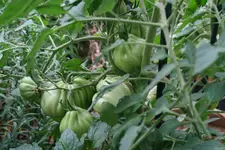 Juli    1323.webp