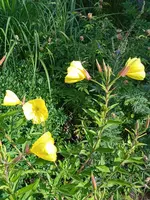 IMG_20230721_091239_1.webp