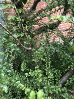 IMG_8344.jpeg