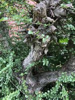 IMG_8341.jpeg