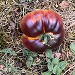 IMG_6839.jpeg