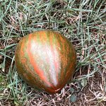 IMG_6827.jpeg
