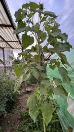 IMG_6844.jpeg