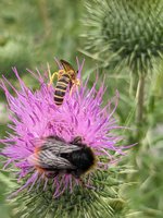 Feld- oder Papierwespe, Steinhummel.jpg