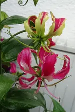 Ruhmeskrone-0009.webp