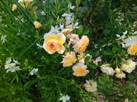 IMG_20230630_135428.jpg