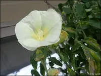 c084.webp