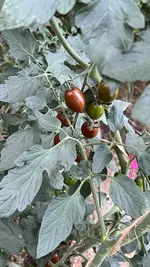IMG_6917.jpeg