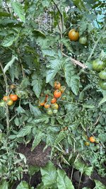 IMG_6921.jpeg