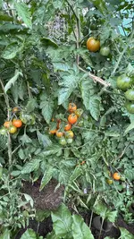 IMG_6921.jpeg