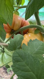 IMG_6912.jpeg