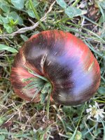 IMG_3487.jpeg