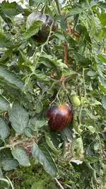 IMG_3282.jpeg