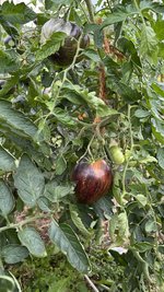 IMG_3282.jpeg