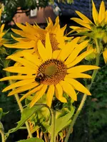 20230722_065910.webp