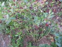 IMG_7852.JPG