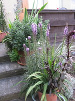 IMG_7855.JPG