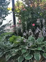 IMG_20230723_174342.jpg