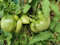 IMG_20230722_093932.webp