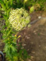 IMG_20230720_190825.jpg