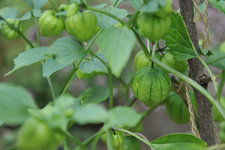 tomatillo.jpg