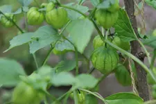 tomatillo.webp